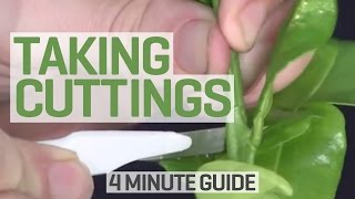 How To Take Cuttings  4 Minute Guide to Clones and Cloning [upl. by Gold]