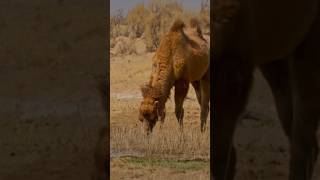 SOBREVIVIÓ a pruebas NUCLEARES ☢️ camellos extinción animales [upl. by Donella]