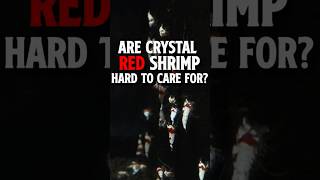 Are Crystal Red Shrimp Hard to Care For Crystal Red Shrimp [upl. by Dietrich]