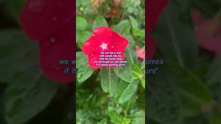 Whats your definition of love ❤️😘 music love youtubeshorts nature flowers myvideo subscribe [upl. by Potter147]