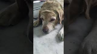 Oreo ko ticks hogaya shortsviral shorts oreothedog AnantRastogi sourshy [upl. by Baniez509]