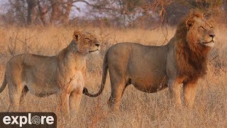 Africam Nkorho Bush Lodge powered by EXPLOREorg [upl. by Fulviah]