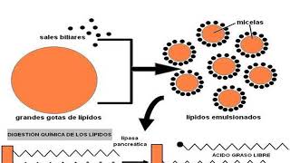 Metabolismo LIPIDOS en monogastricos [upl. by Lednic]