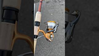 Daiwa TD Sol MQ 4000DC Line Tasline 20lb braid rod Shimano Raider 7’6” 58kg snapper rod fishing [upl. by Yenot648]