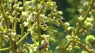 Bees collecting honey from Rambutan flowers [upl. by Matheny458]