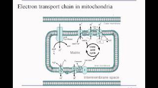 3 5 respiration chemiosmosis [upl. by Mckinney838]