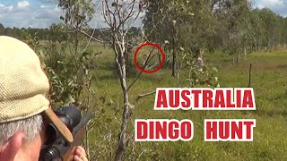 Australia Dingo Hunt [upl. by Bronder241]