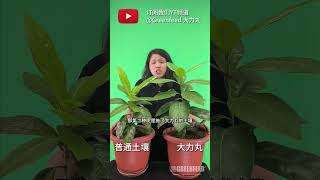 如何使用土壤电导率测仪测量大力丸® EC greenfeed 大力丸agriculture fyp [upl. by Euqinimod570]