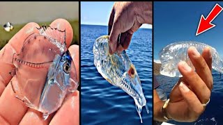 10 Most Beautiful Transparent Sea Creatures In The World [upl. by Kitty]