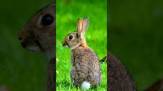 Tail looks like a cotton ball 🙀 Eastern Cottontail ²  Observed in Description [upl. by Leinehtan]