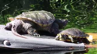 Snapping Turtle Sunbathing [upl. by Lay799]