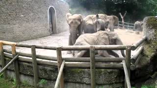 Kampf der Elefanten im Wuppertaler Zoo 25082012 [upl. by Mady]