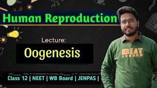 Oogeneis  ডিম্বাণু উৎপাদন   Ovum  egg  Formation  Class 12  NEET  JENPAS  WB Board [upl. by Fulvia]