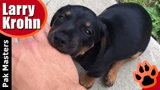 How to stop puppy biting especially Rottweiler puppies [upl. by Arracot128]