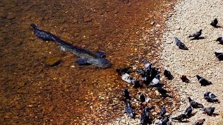 Catfish Grabs and Eat Pigeon by Catfish World [upl. by Olenka444]