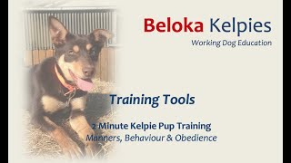 Training Tools  2 MIN Kelpie Pup Training [upl. by Attenoj407]