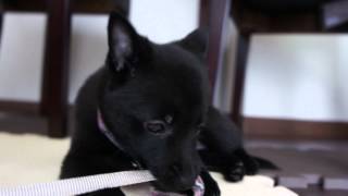 HD Schipperke スキッパーキ クー 初めての首輪 [upl. by Anatole]