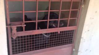 Royal Breeders Bangalore  Dog Kennels [upl. by Oirasan]