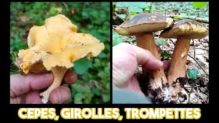 Girolles cèpes et trompettes de la mort [upl. by Ane]