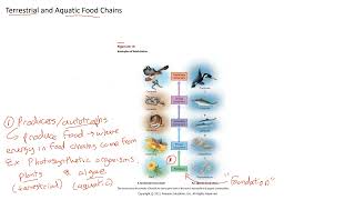 Trophic Structure and Food Chain 6 [upl. by Arley]