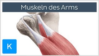 Muskeln des Arms  Ursprünge Ansätze und Innervation  Anatomie des Menschen  Kenhub [upl. by Ardnik]