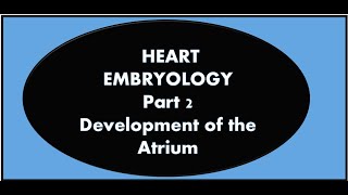 Heart Embryology Part 2 Development of the Atrium [upl. by Alejoa]