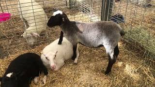 Romanov Sheep Bleating At The Fair [upl. by Smaoht584]