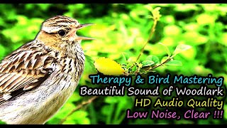 Woodlark Song Lullula arborea HD Audio for Therapy amp Bird Mastering [upl. by Julienne935]