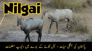 Nilgai  Interesting Information about Nilgai or Blue Bull  Wildlife of Pakistan [upl. by Nnylatsyrk]