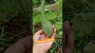 Luffa Acutangula Sponge Gourd travel tropical nature plants fruit discovery shorts [upl. by Ayota]