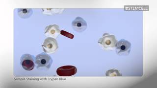 How to Count Cells Using a Hemocytometer [upl. by Ellehcem867]