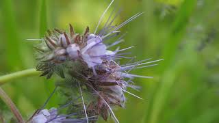 Phacelia tanacetifolia [upl. by Durr]