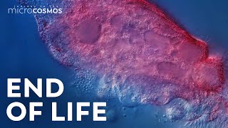 A Microscopic Tour of Death  Compilation [upl. by Tadio]