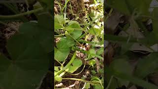 മുത്തിൾ കുടങ്ങൽ Asiatic pennywortSpadeleaf Centella asiaticaApiaceae [upl. by Navonod]