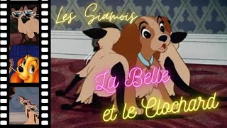 La Belle et le Clochard  Les Siamois [upl. by Oemac97]