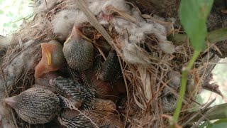 A Fascinating Look at Baby Bluebirds 🕊️🕊️🐤🐤TimeLapse Video with Live Nest Box Cam animalBirds [upl. by Lewis]