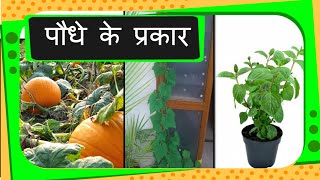 Science  Types of Plants  Hindi [upl. by Peggie767]