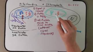 Podcast Protein Import to Organelles for BIO 112 Day 15 watch the first 533 [upl. by Sirotek131]