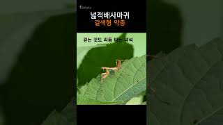 넓적배사마귀 약충ㅣHierodula patellifera 곤충 [upl. by Auhs]