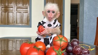 Monkey Poor hides from Hong and secretly takes tomatoes to enjoy [upl. by Eerazed]