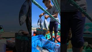 Skipjack fishing boats catch lots of fish [upl. by Ellekcir]