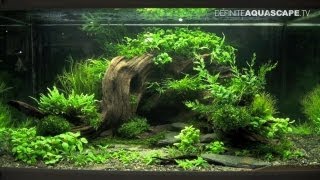 Aquascaping  The Art of the Planted Aquarium 2013 XL pt2 [upl. by Ciprian]