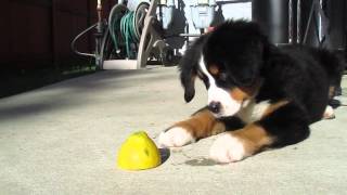 Bernese Mountain Dog Puppy vs Lemon The Most Adorable Puppy [upl. by Antebi]