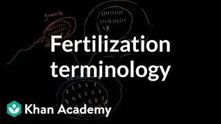 Fertilization terminology gametes zygotes haploid diploid  MCAT  Khan Academy [upl. by Hillell]