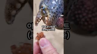 코코넛크랩 VS 아라고나이트 Coconut Crab VS Aragonite [upl. by Ilac]