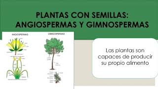 PLANTAS CON SEMILLAS ANGIOSPERMAS Y GIMNOSPERMAS CIENCIAS [upl. by Teerell936]