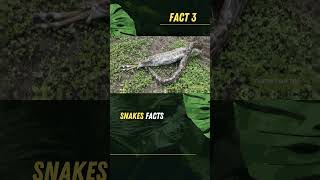 How Snakes Eat Prey Larger Than Themselves facts snake history wildlife ytshorts trending [upl. by Leor452]