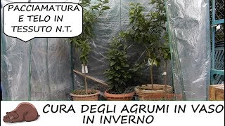 Come proteggere gli agrumi in vaso in inverno [upl. by Luht]