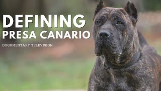 DEFINING THE PRESA CANARIO [upl. by Harmaning824]