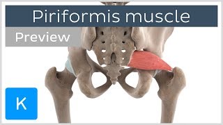 Functions of the piriformis muscle preview  3D Human Anatomy  Kenhub [upl. by Nikolia899]